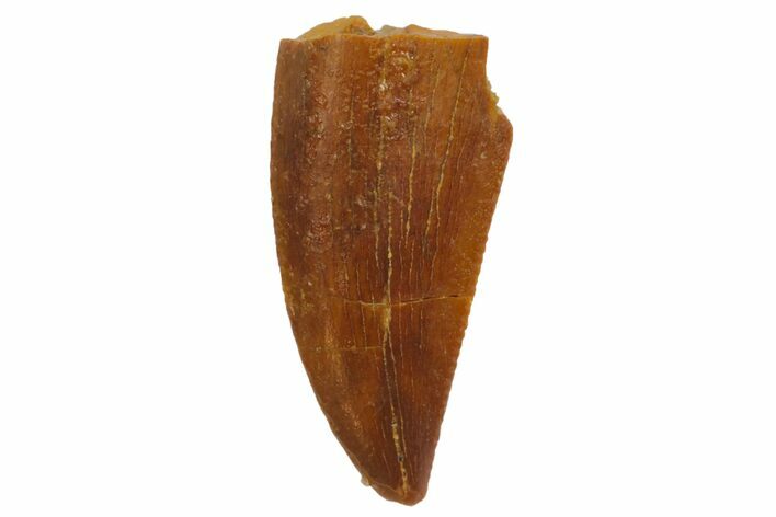 Raptor Tooth - Real Dinosaur Tooth #135173